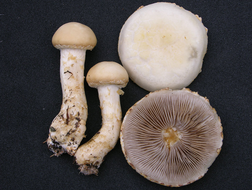 Agrocybe molesta(Lasch)Singer